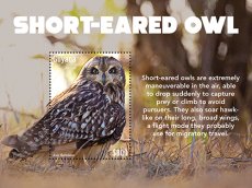 2022 11- SHORT EARED OWL  1V